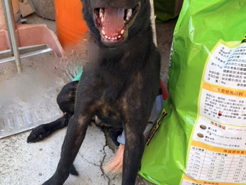 Black young male mixed-breed dog, Small, shelter no. …2002
