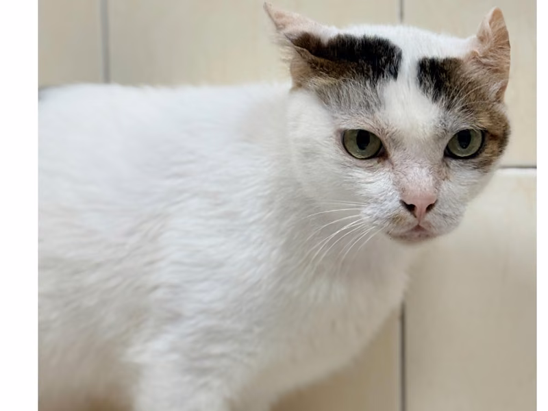 ミックス猫(オス・成猫・ぶちと白)、中型, 施設番号 …6-02