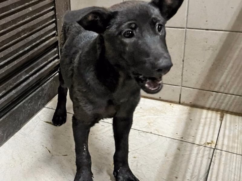 Black young female mixed-breed dog, Medium, shelter no. …2405