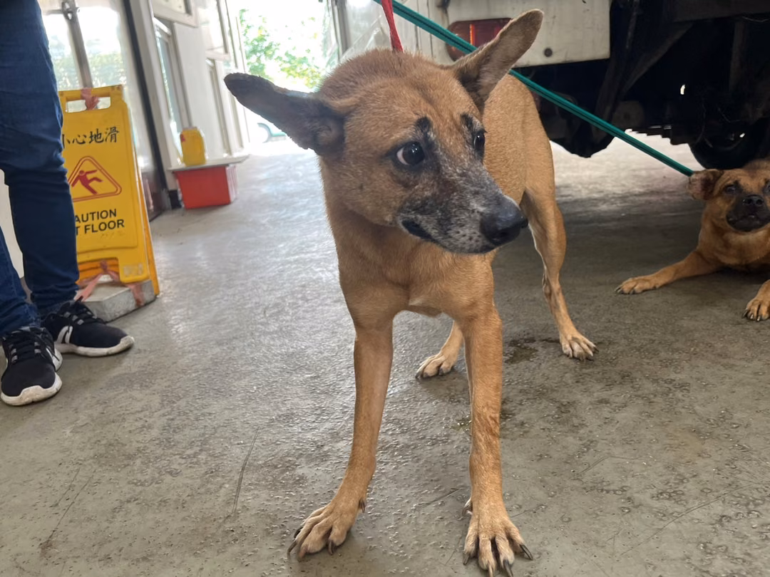 Tan adult female mixed-breed dog, Medium, shelter no. …6012