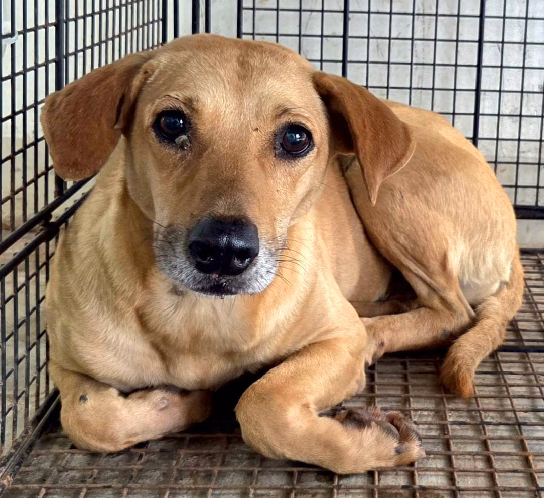 Tan adult female mixed-breed dog, Medium, shelter no. …5003
