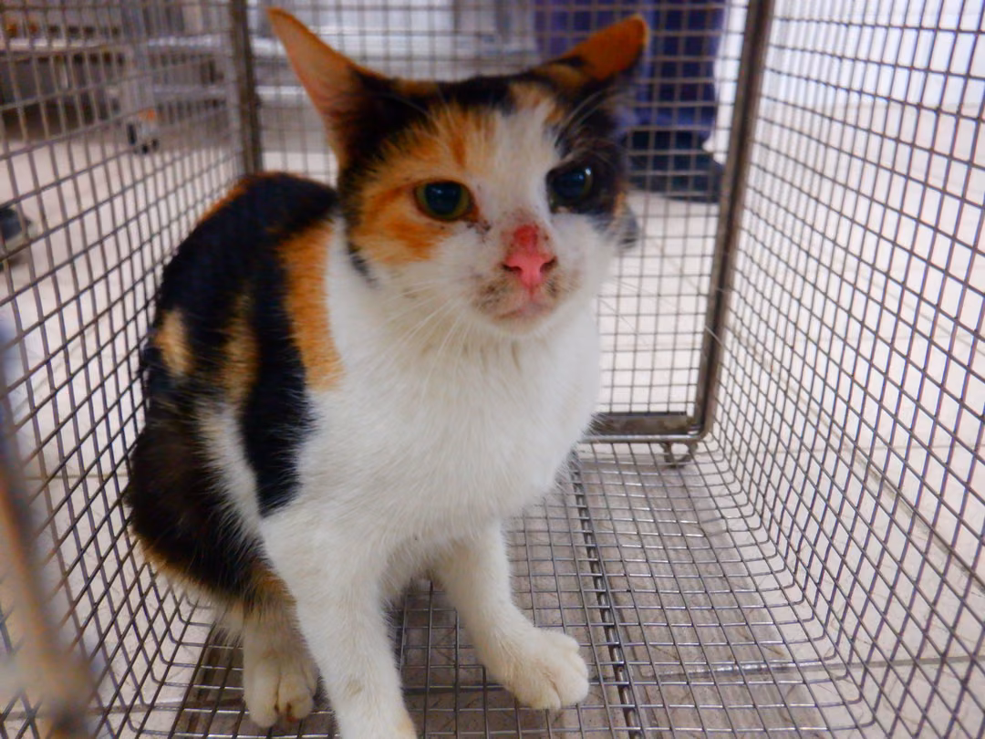 Calico adult female mixed-breed cat, Small, shelter no. …14C5