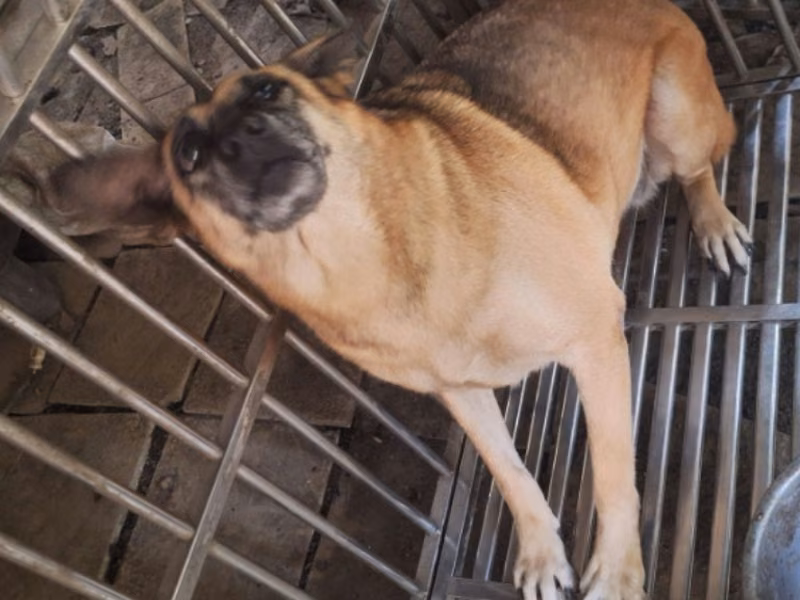 Tan adult female mixed-breed dog, Large, shelter no. …039D