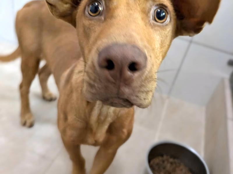 Tan adult male mixed-breed dog, Medium, shelter no. …0001