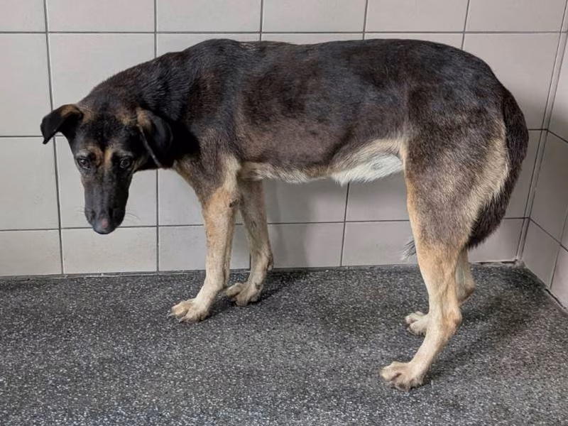 Black adult female mixed-breed dog, Large, shelter no. …2902