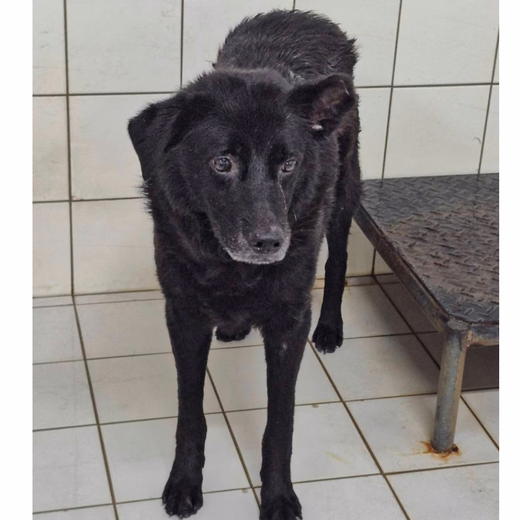 Black adult male mixed-breed dog, Small, shelter no. …2905
