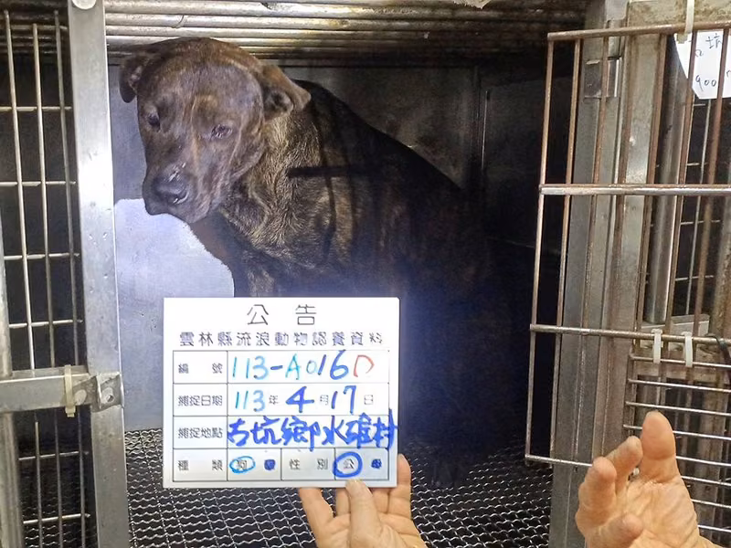 Tabby adult male mixed-breed dog, Large, shelter no. …016D
