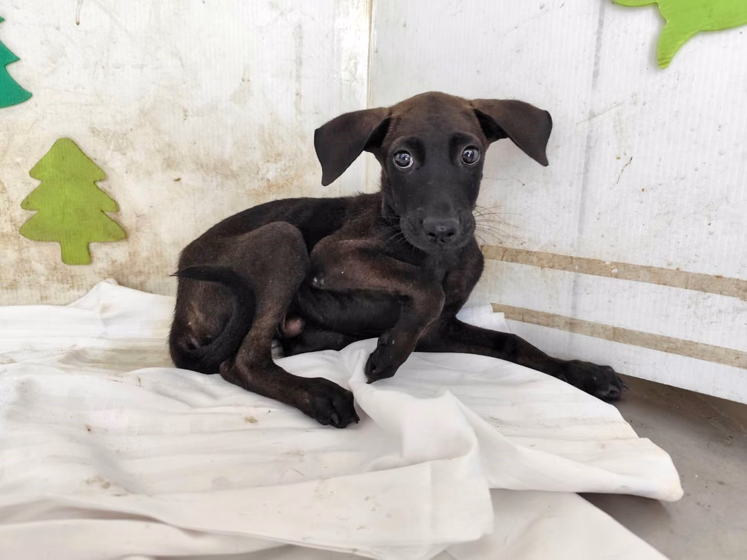 Black young male mixed-breed dog, Small, shelter no. …1513