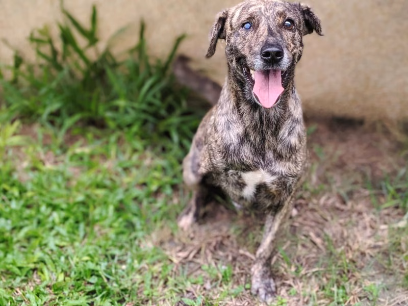 Tabby adult male mixed-breed dog, Medium, shelter no. …1003