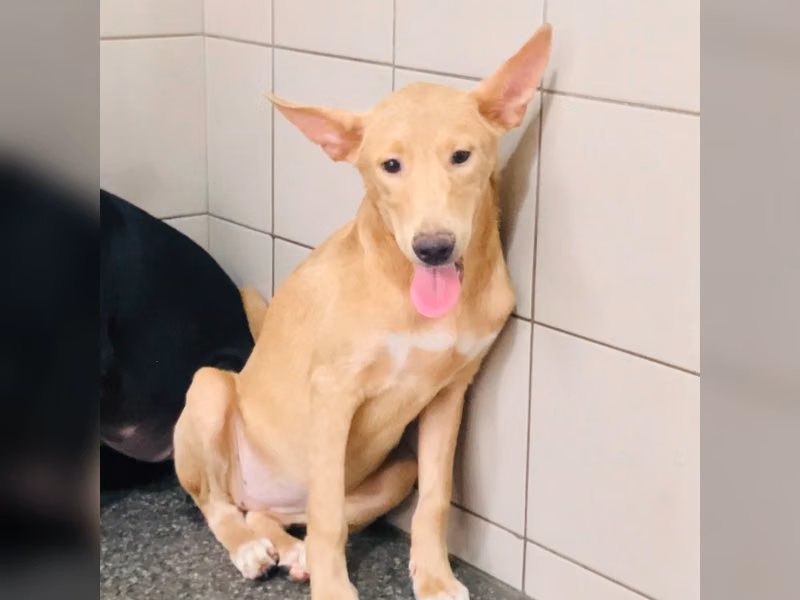 ミックス犬(メス・成犬・茶)、大型, 施設番号 …0202