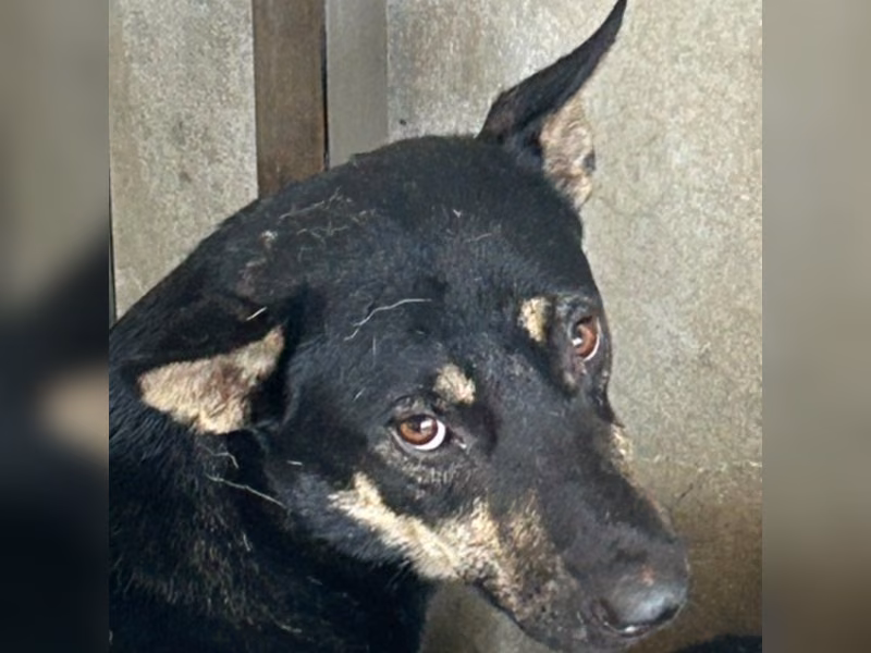 Black-and-tan adult male mixed-breed dog, Large, shelter no. …1016