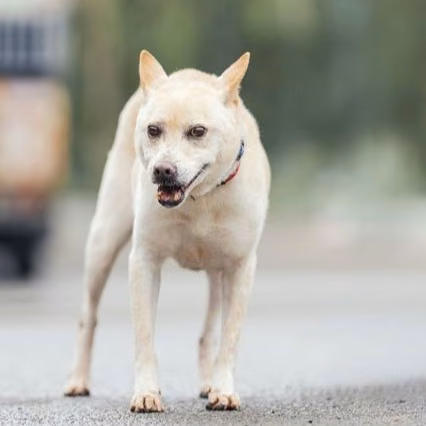 Tan adult female mixed-breed dog, Medium, shelter no. …8001