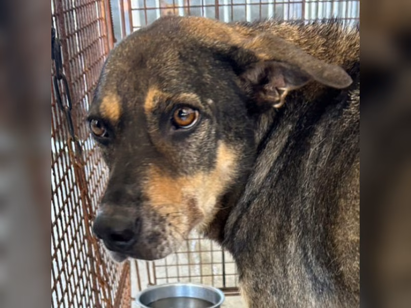 Black-and-tan adult male mixed-breed dog, Large, shelter no. …3001