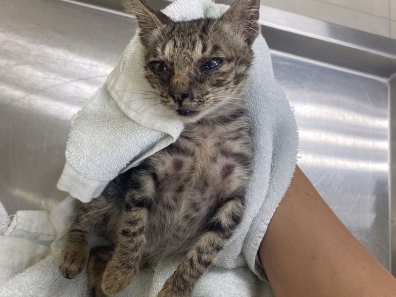 Young male mixed-breed cat, Small, shelter no. …1C10