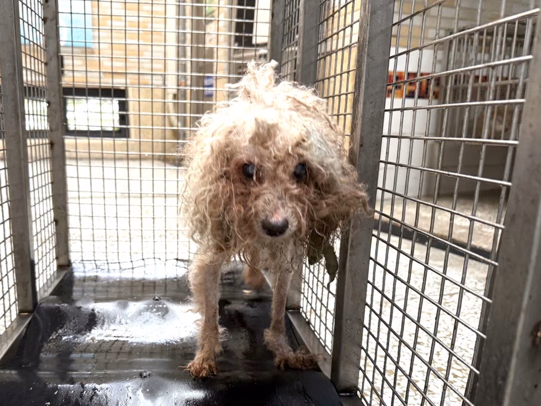 Tan adult male poodle, Small, shelter no. …15W8