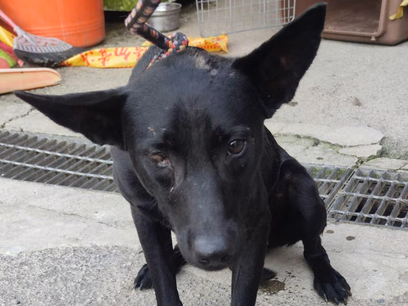 Black adult male mixed-breed dog, Medium, shelter no. …3002