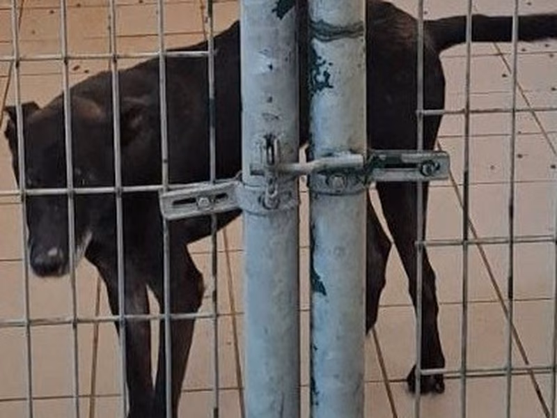 Black adult female mixed-breed dog, Medium, shelter no. …6001