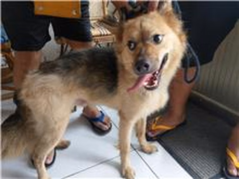 Brown adult male mixed-breed dog, Medium, shelter no. …3001