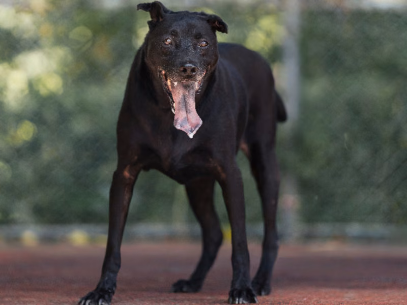 Black adult male mixed-breed dog, Medium, shelter no. …2202