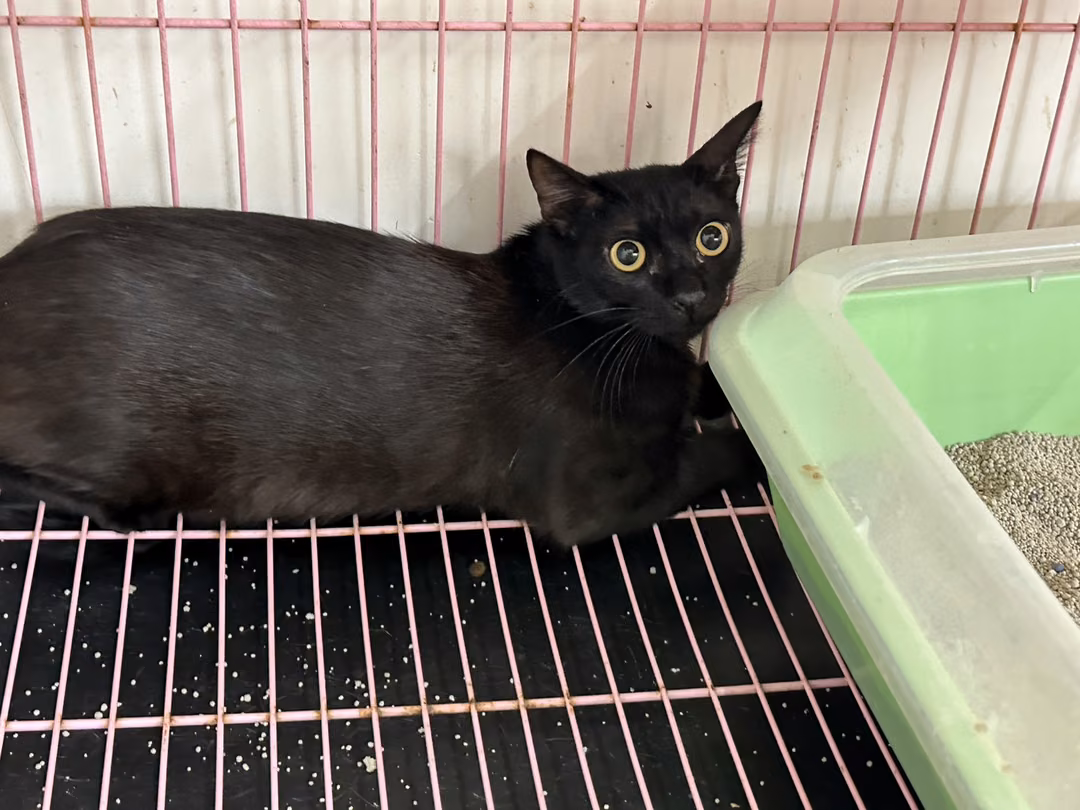 Black adult male mixed-breed cat, Small, shelter no. …0708