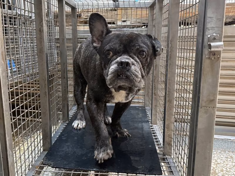 french bulldog (Lalaki, Matanda na, itim), Maliit, blg. ng shelter …3W8a