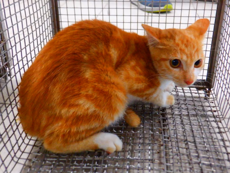 Orange-and-white adult female mixed-breed cat, Small, shelter no. …13C2