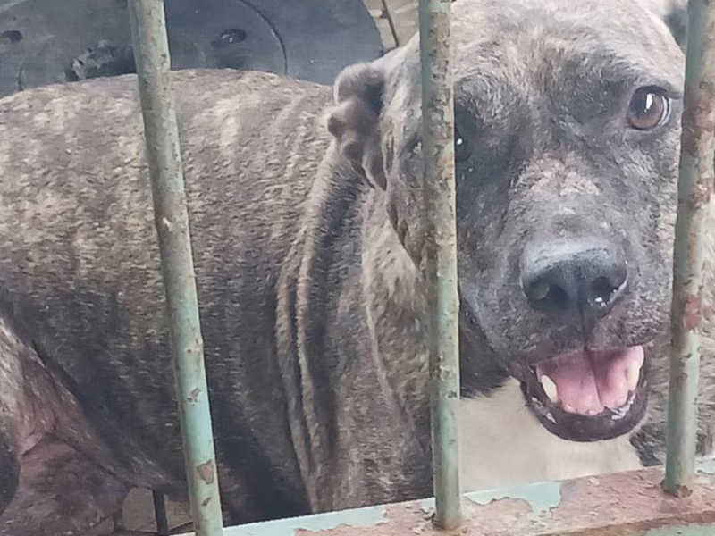 Black-and-tan adult female American Pit Bull Terrier, Medium, shelter no. …071D
