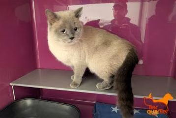 Gray adult female British Shorthair, shelter no. …4024
