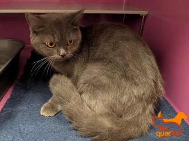 Gray adult female British Shorthair, shelter no. …4452