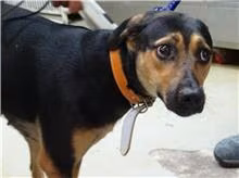 Black-and-brown adult female mixed-breed dog, Medium, shelter no. …0603