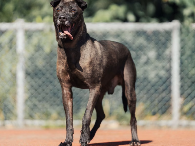 Black adult male American Pit Bull Terrier, Medium, shelter no. …3004
