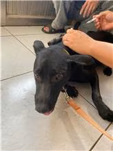 Black adult female mixed-breed dog, Large, shelter no. …6003