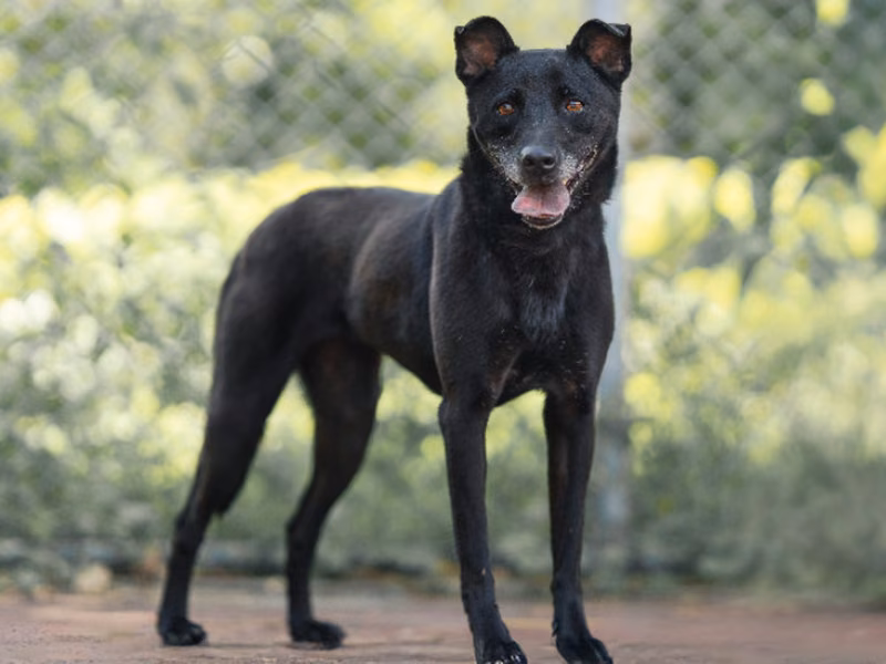 Black adult female mixed-breed dog, Medium, shelter no. …2101