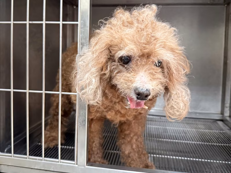 poodle (Babae, Matanda na, kayumanggi), Maliit, blg. ng shelter …6Q11