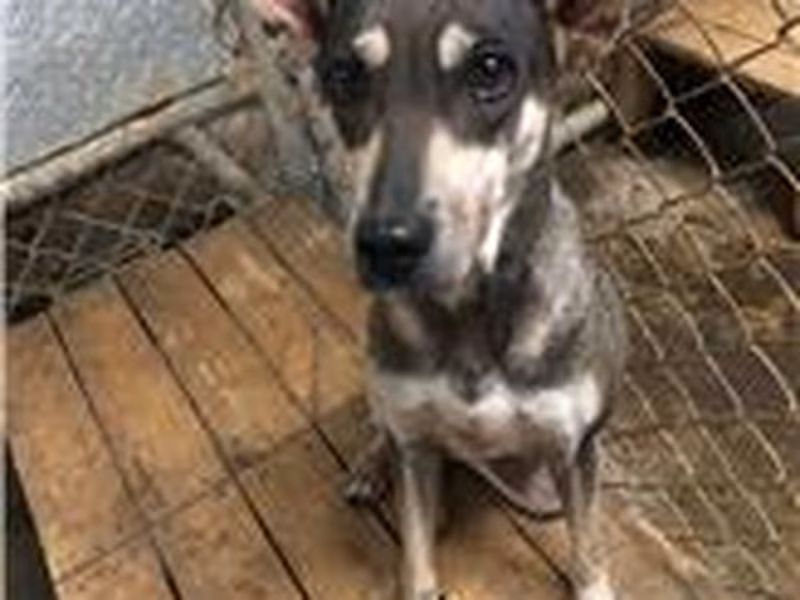 Black-and-brown adult female mixed-breed dog, Medium, shelter no. …5003