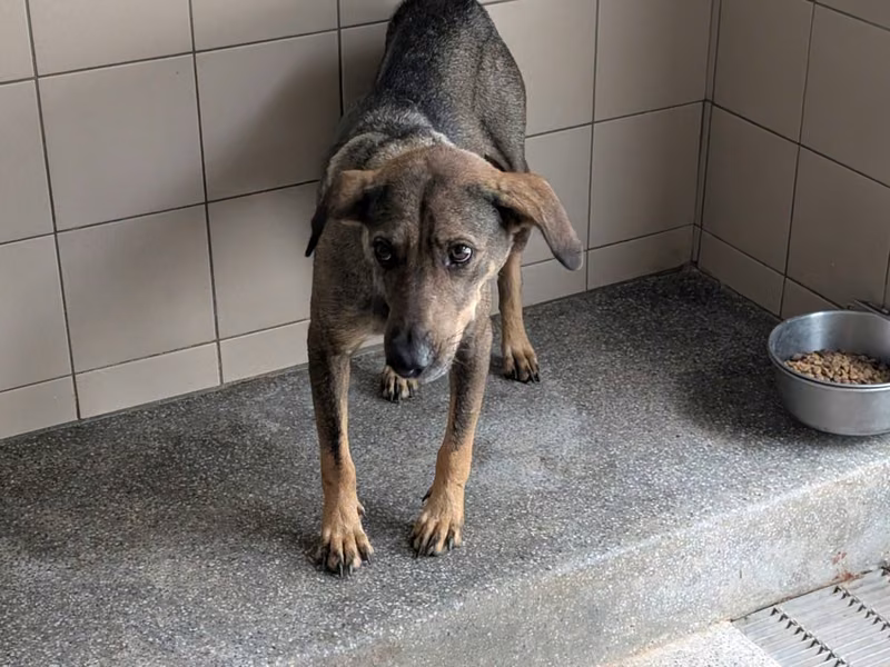Gray adult female mixed-breed dog, Large, shelter no. …0111
