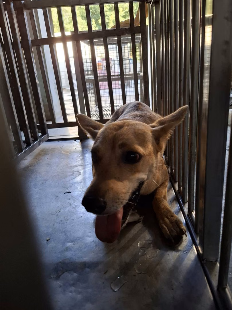 Tan adult female mixed-breed dog, Medium, shelter no. …9-06