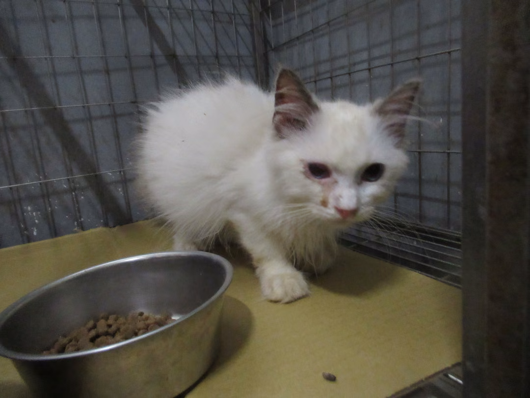 White young male Ragdoll, Small, shelter no. …3009