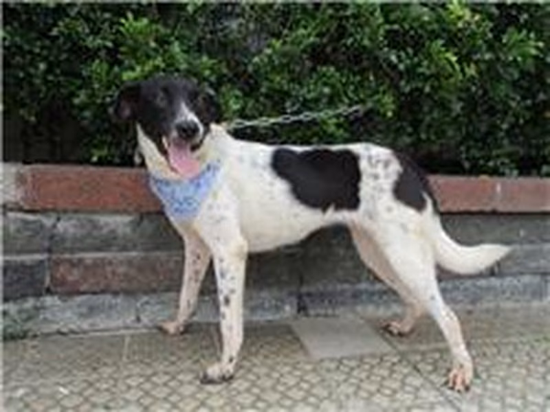 Black-and-white female mixed-breed dog, Medium, shelter no. …6649