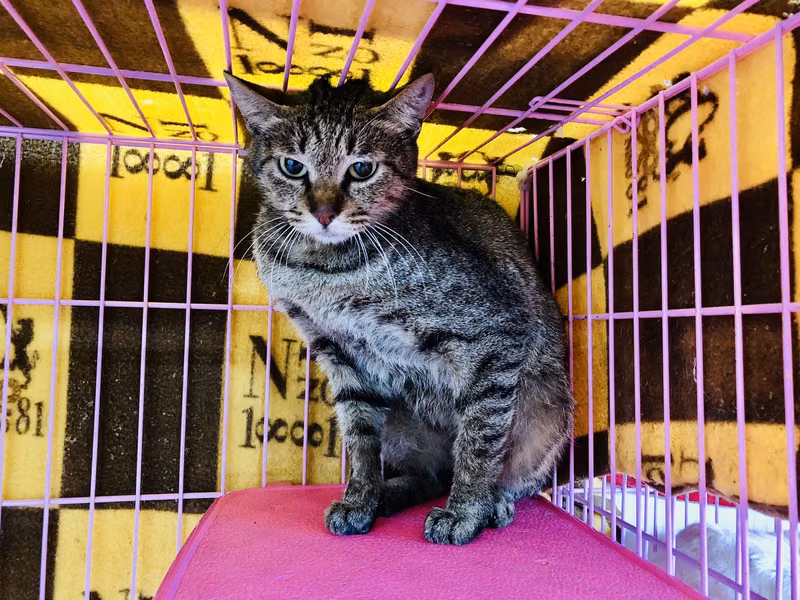 Tabby adult female mixed-breed cat, Medium, shelter no. …1603