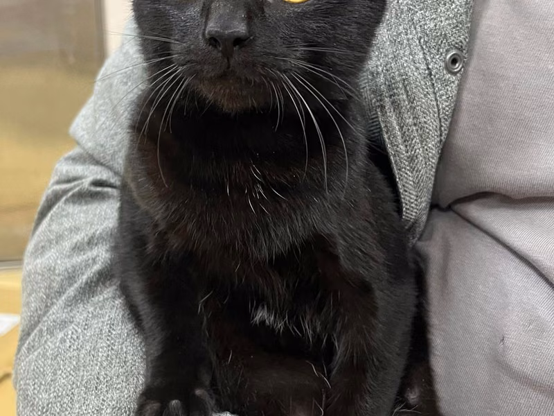 Black young female mixed-breed cat, Small, shelter no. …9001