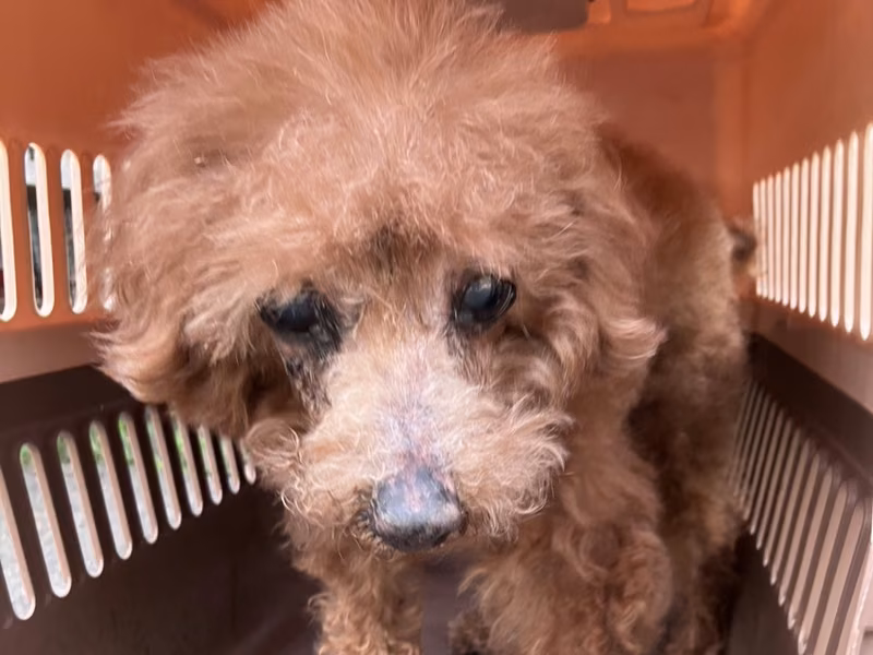 Brown adult male poodle, Small, shelter no. …3001