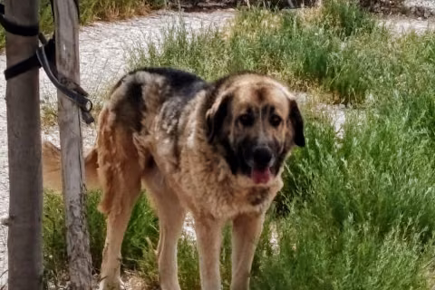 Lolo, Adult · Male · Large · Pyrenean Mastiff