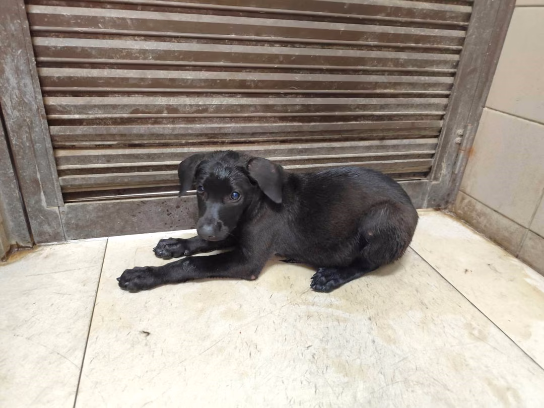 Black young female mixed-breed dog, Medium, shelter no. …2812