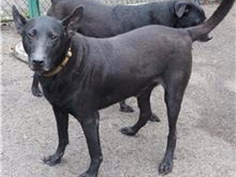Black adult male mixed-breed dog, Medium, shelter no. …3105