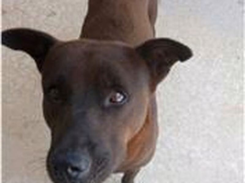 Black adult male mixed-breed dog, Medium, shelter no. …6D02