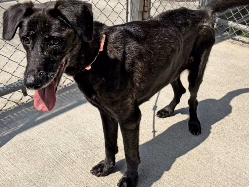 Black young female mixed-breed dog, Medium, shelter no. …2001