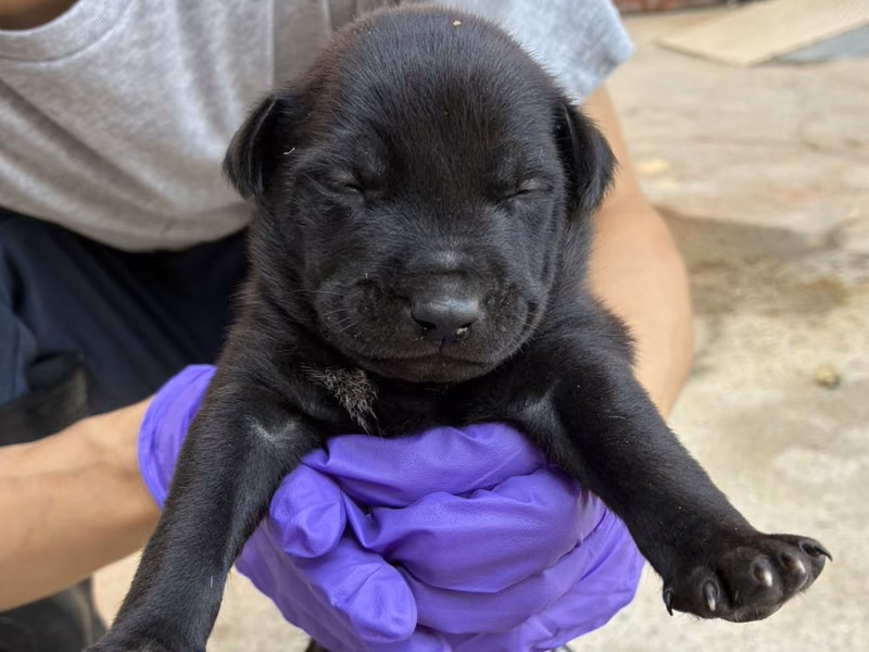 Black young male mixed-breed dog, Small, shelter no. …6009