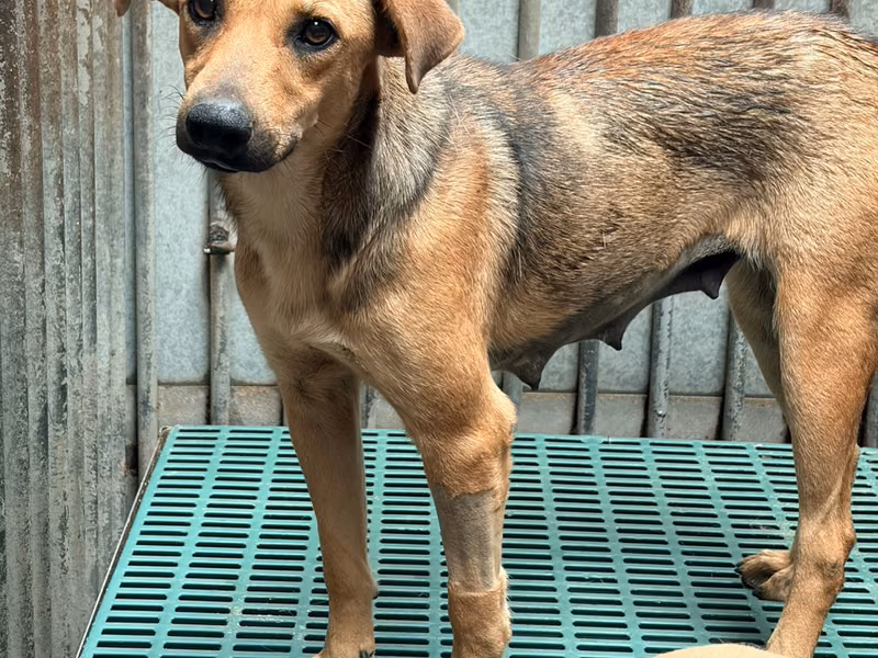 Adult female mixed-breed dog, Medium, shelter no. …7002
