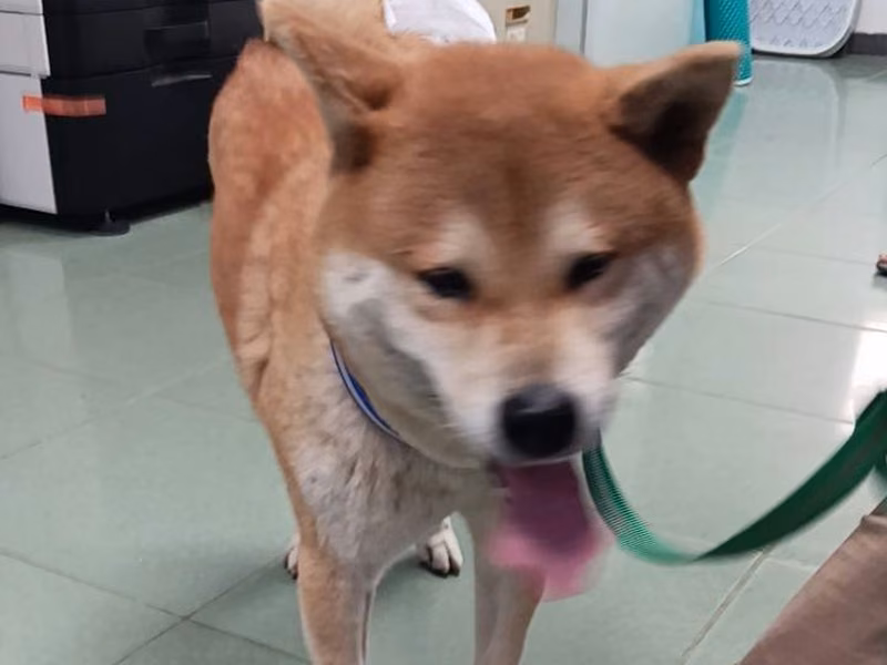 Tan adult male Shiba Inu, Medium, shelter no. …3-19